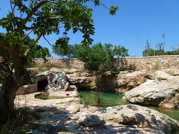 Pajara-grotte-baum